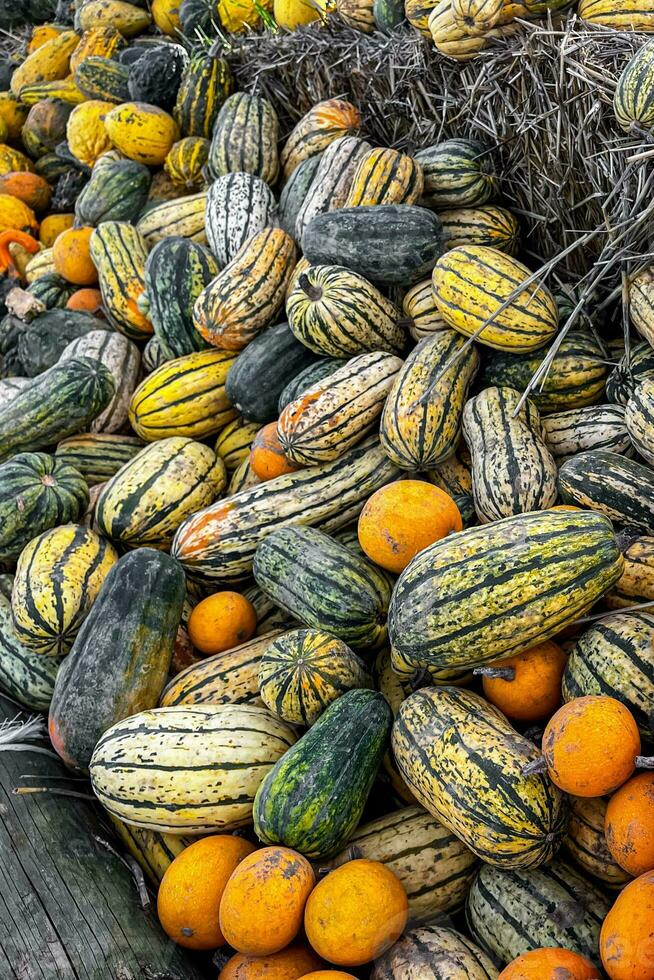 calabaza Fresco cosecha diferente tipos y variedades de calabaza comida bocadillo al aire libre Copiar espacio comida antecedentes rústico foto