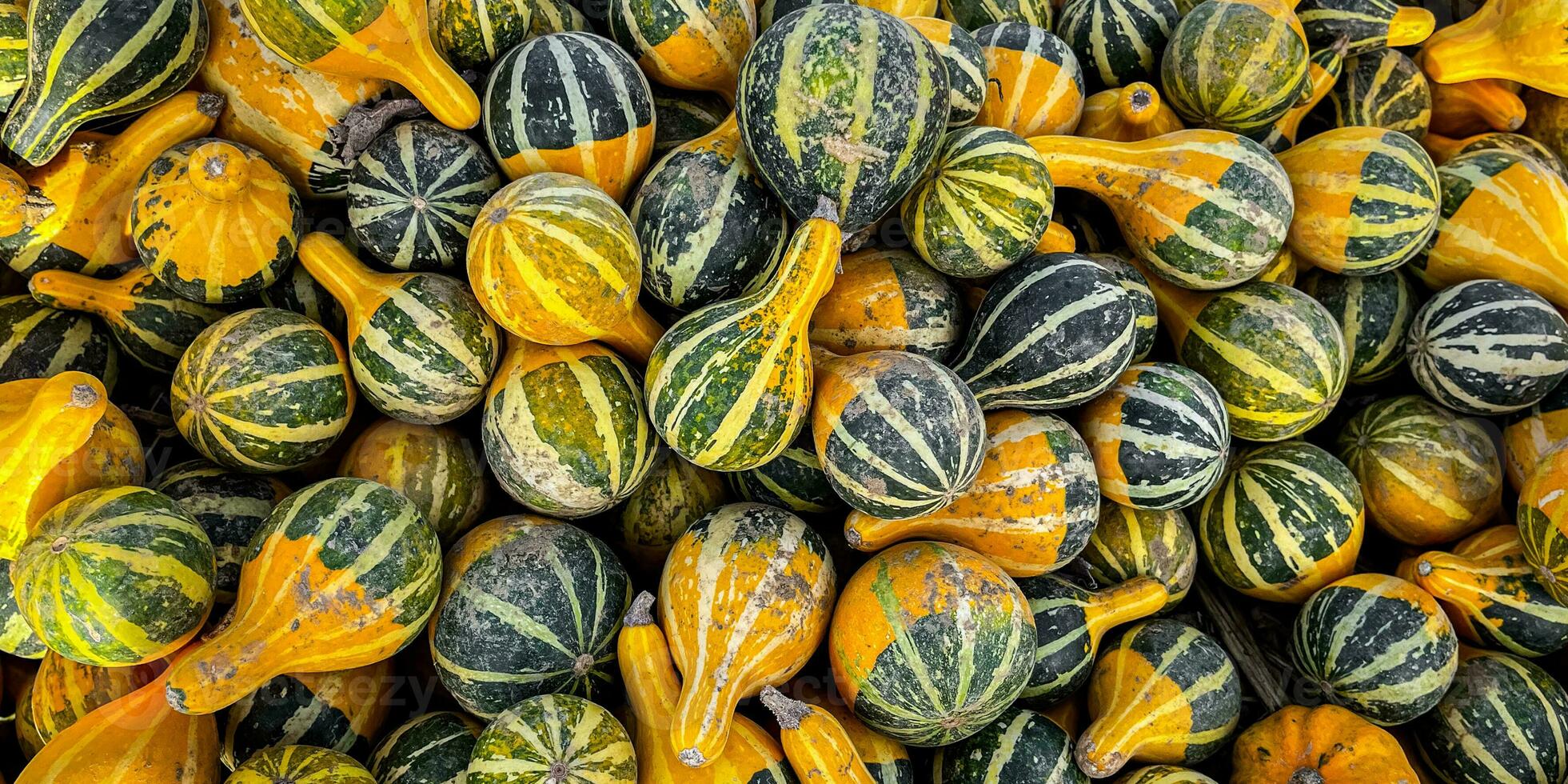 pumpkin fruit outdoor harvest different types pumpkin varieties food snack copy space food background rustic top view vegetarian vegan food photo