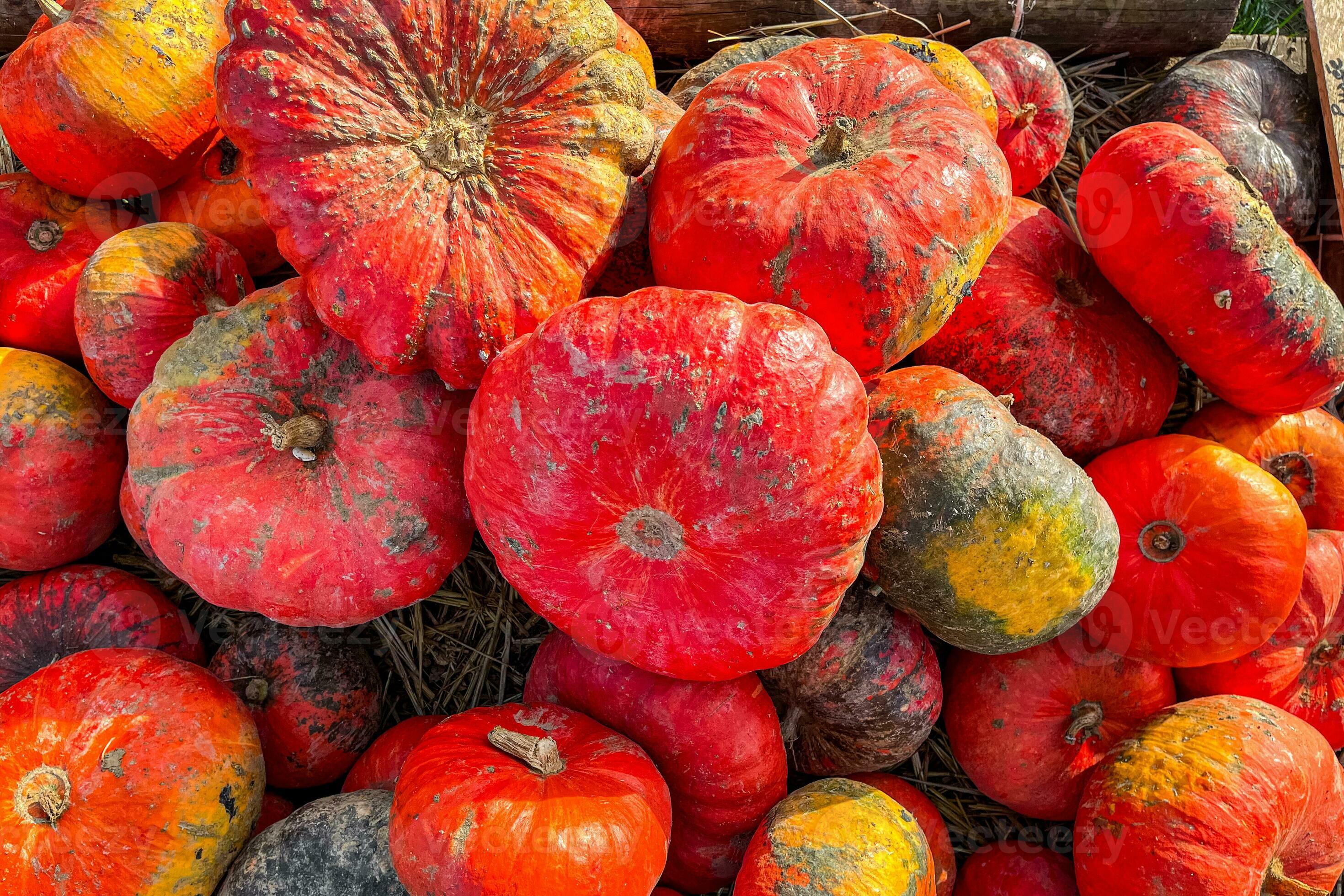 pumpkin fruit outdoor harvest different types pumpkin varieties food