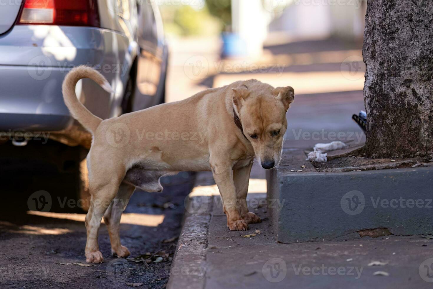 dog on sidewalk sniffing photo