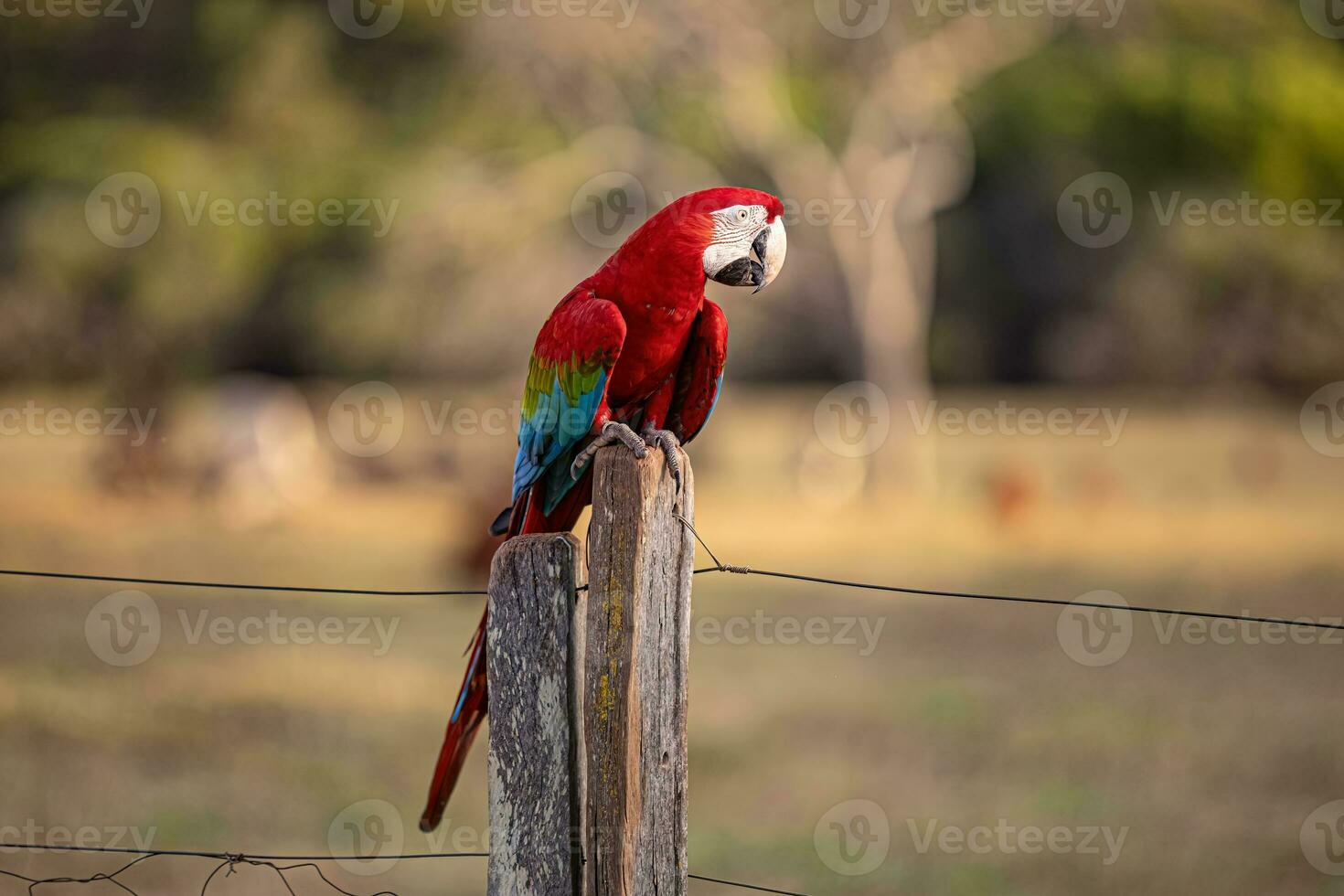 adulto rojo y verde guacamayo foto