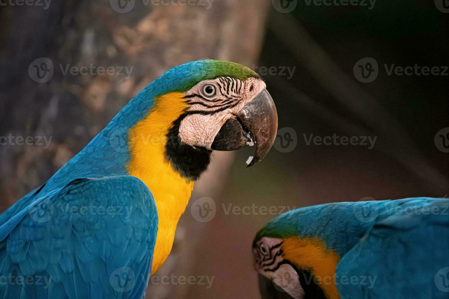 Adult Blue-and-yellow Macaw photo