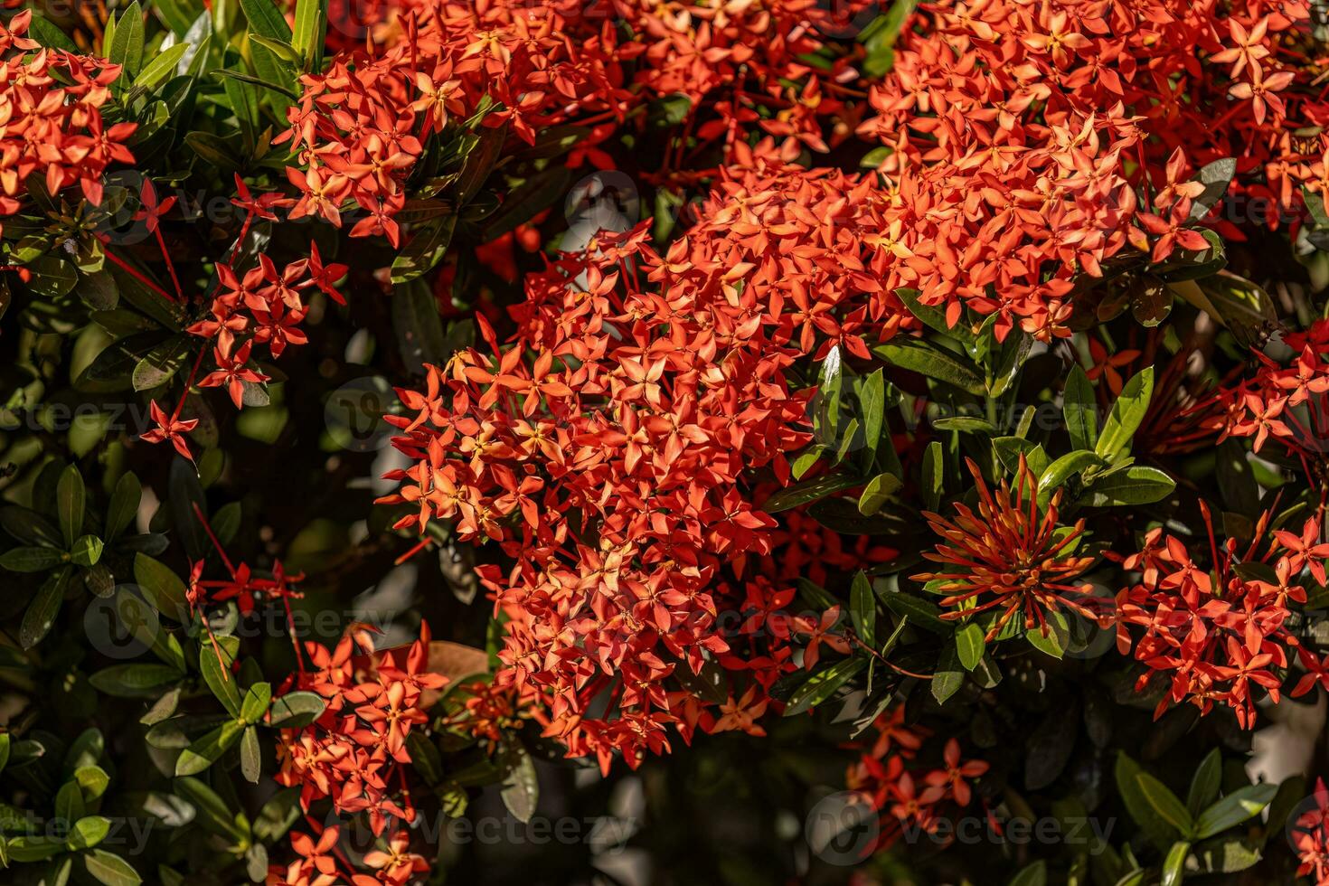 Red Jungle Flame Plant Flower photo