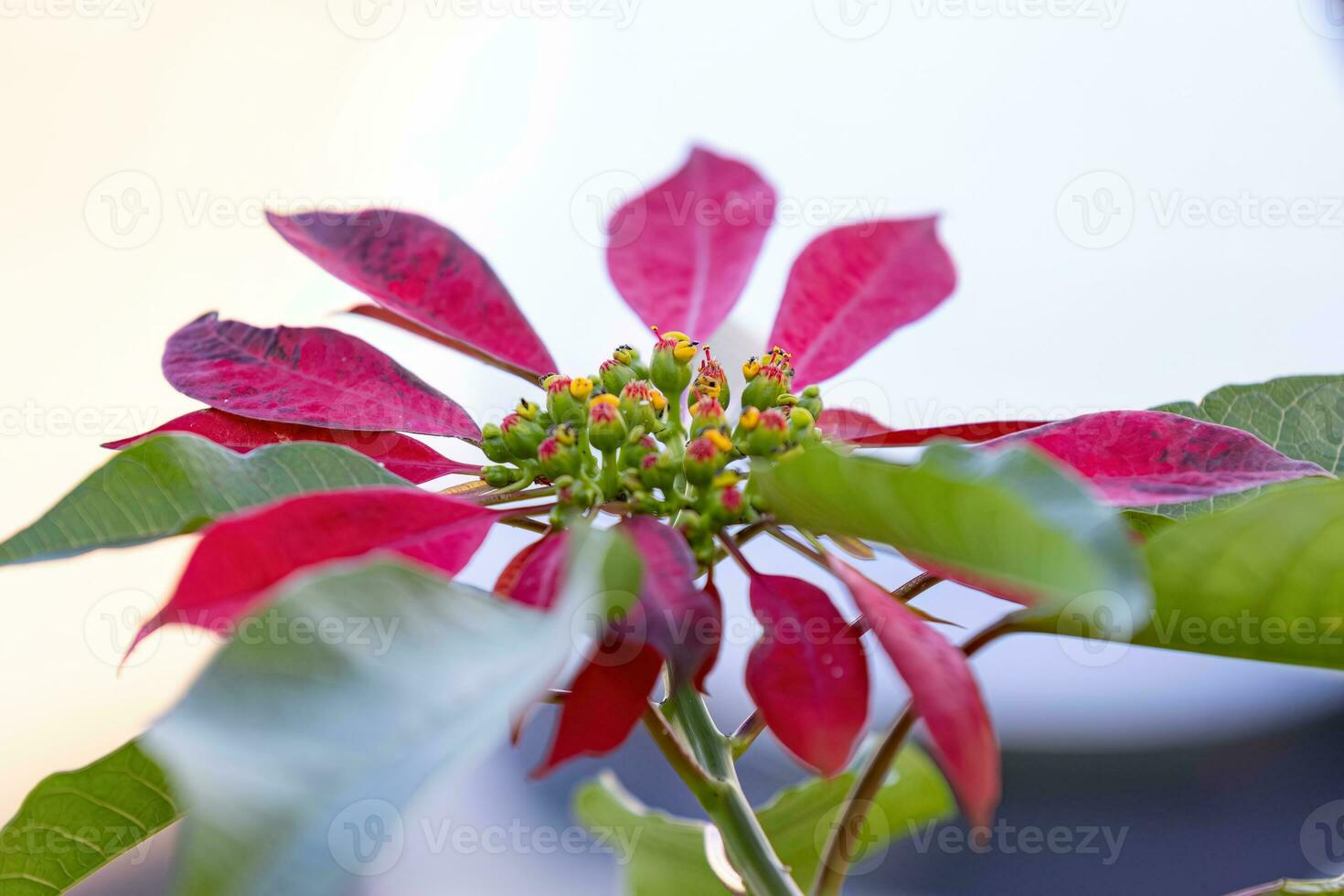 flor de pascua floración planta foto