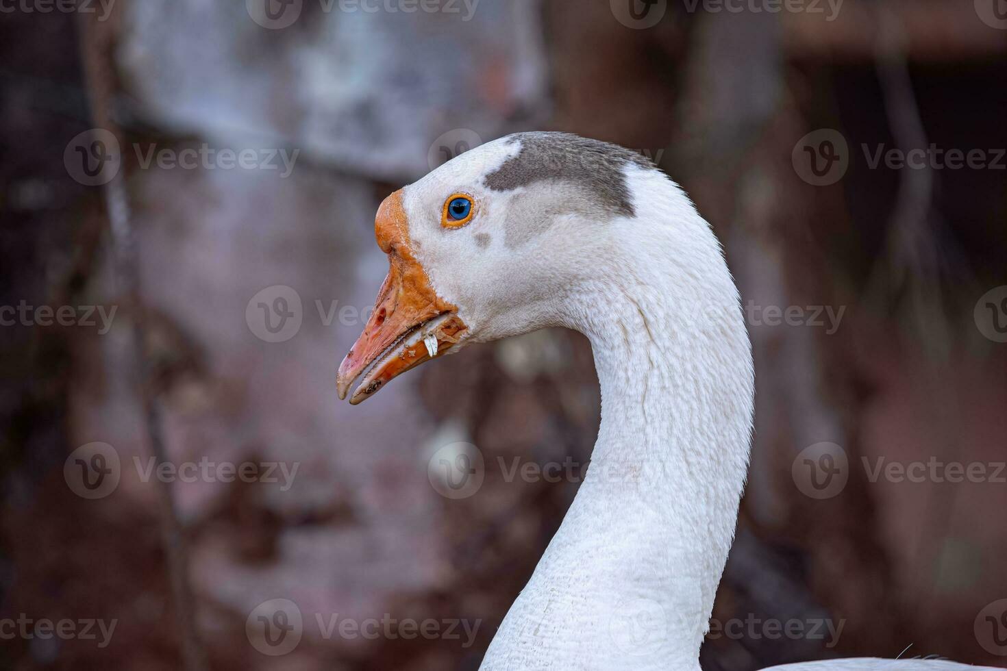 Animal Farm Greylag Goose photo