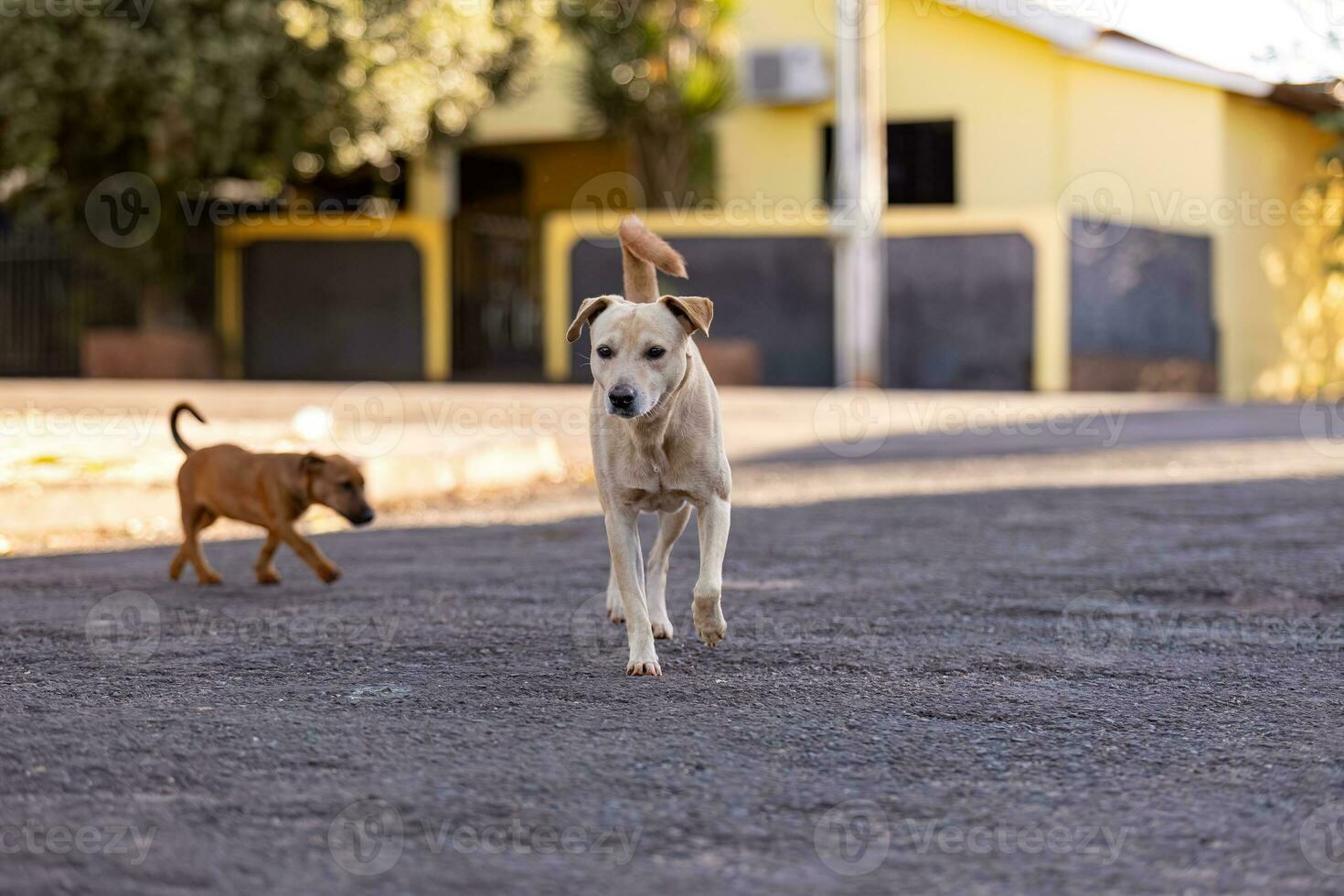 animal mamífero perro en el calle foto