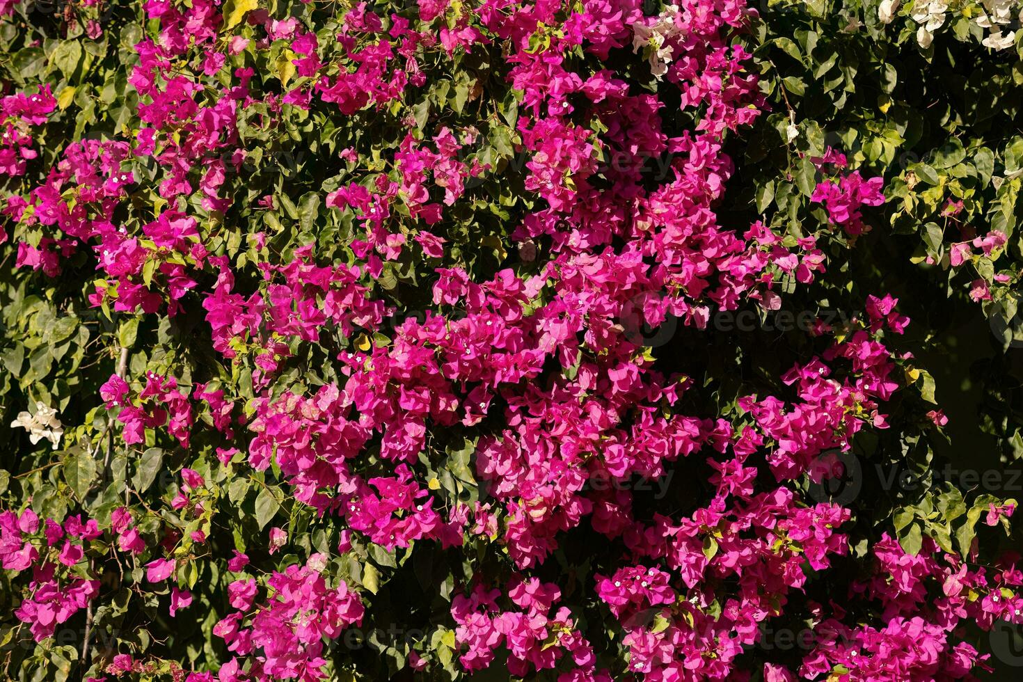 ornamental plant flowers photo