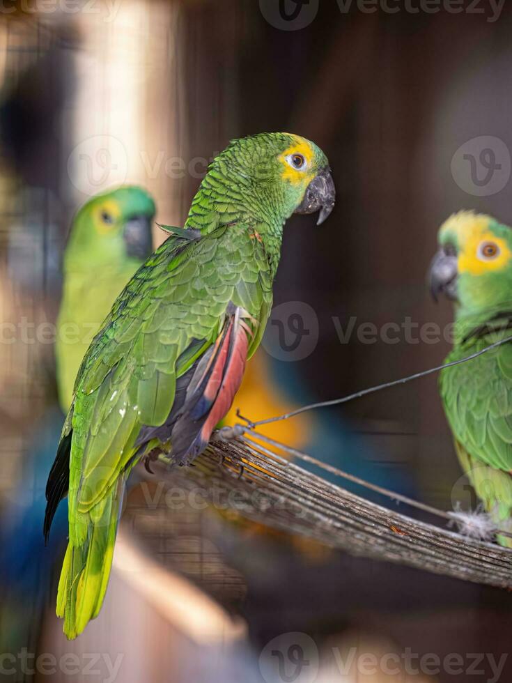 Adult Turquoise fronted Parrot rescued recovering for free reintroduction photo