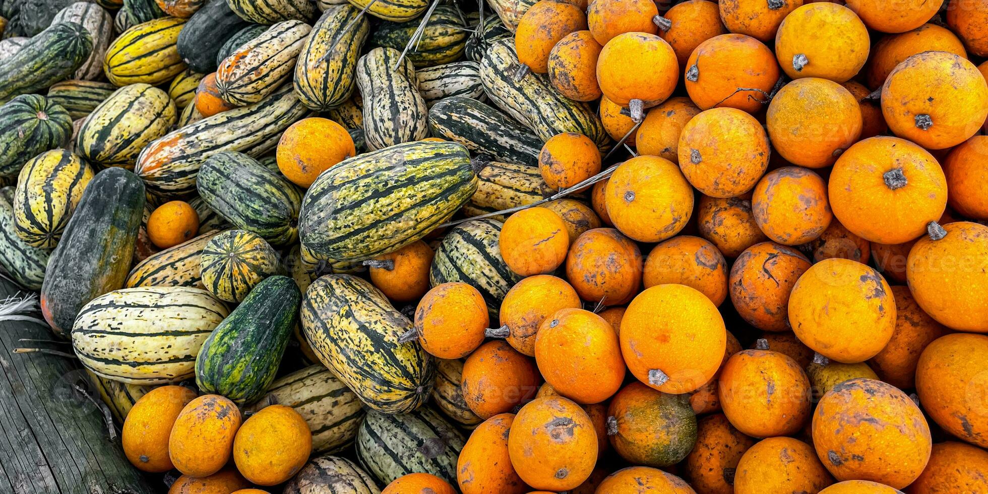 pumpkin fruit outdoor harvest different types pumpkin varieties food snack copy space food background rustic top view vegetarian vegan food photo