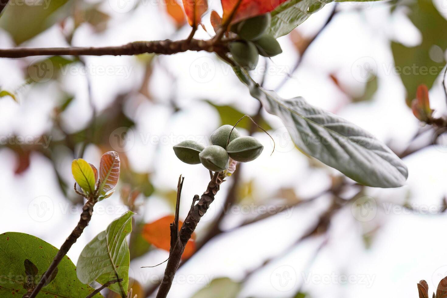 Sea Almond Tree photo