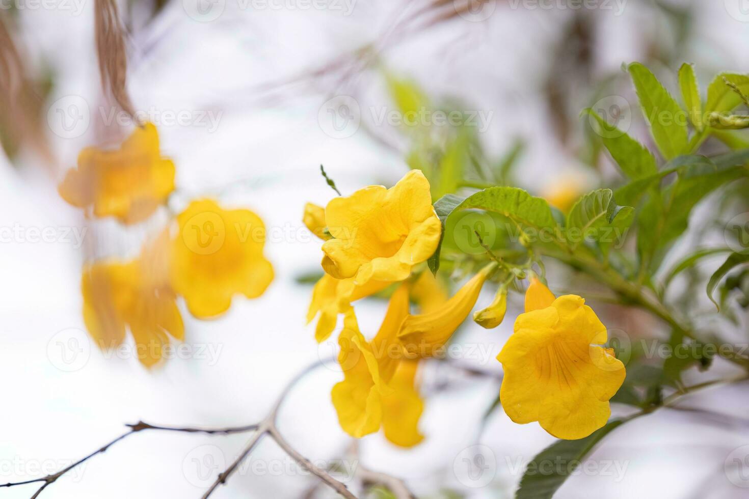 Yellow Trumpet Flower Tree photo