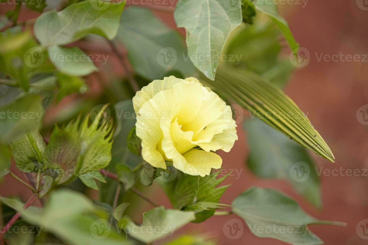Upland Cotton Plant photo