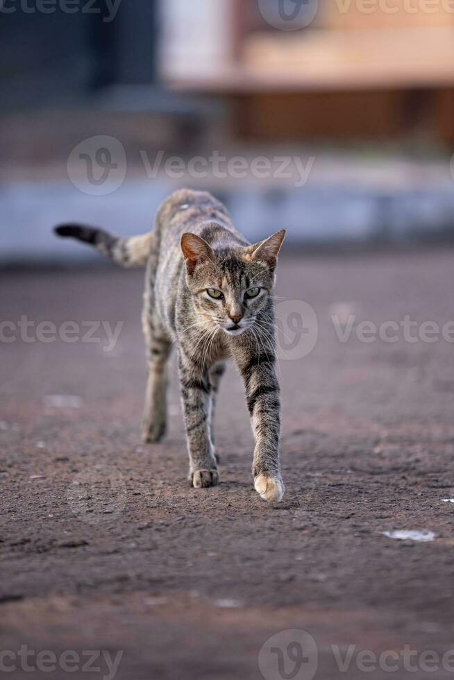 feline animal domestic cat abandoned photo