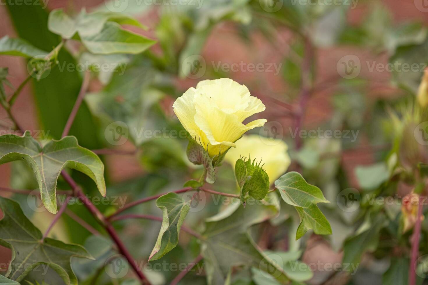 Upland Cotton Plant photo