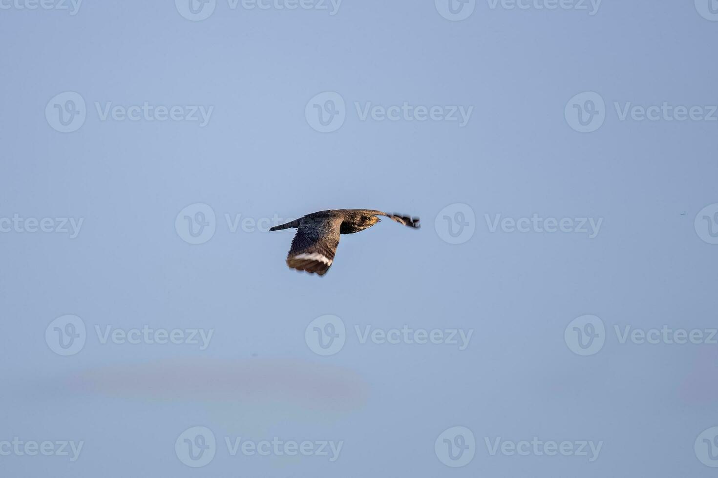 Animal Nacunda Nighthawk in fly photo