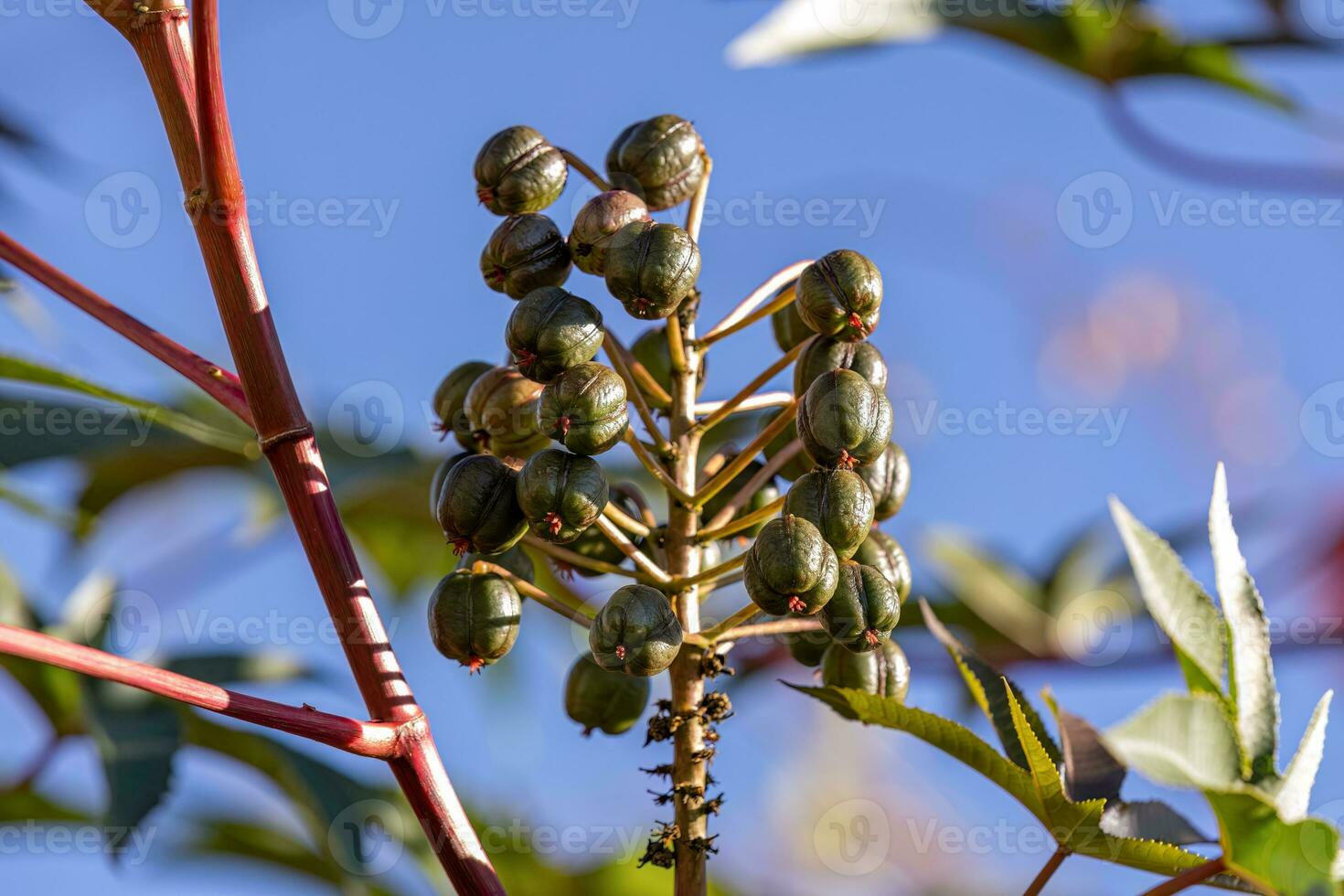 Green Castor Bean Plant photo