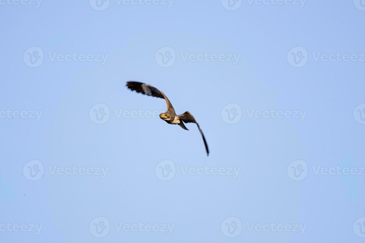 Animal Nacunda Nighthawk in fly photo