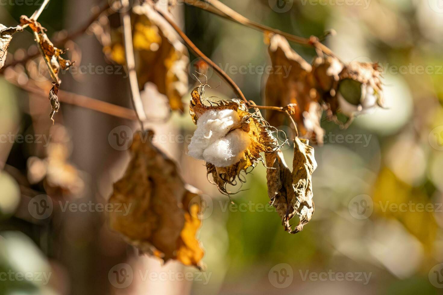 close up of cotton plant photo