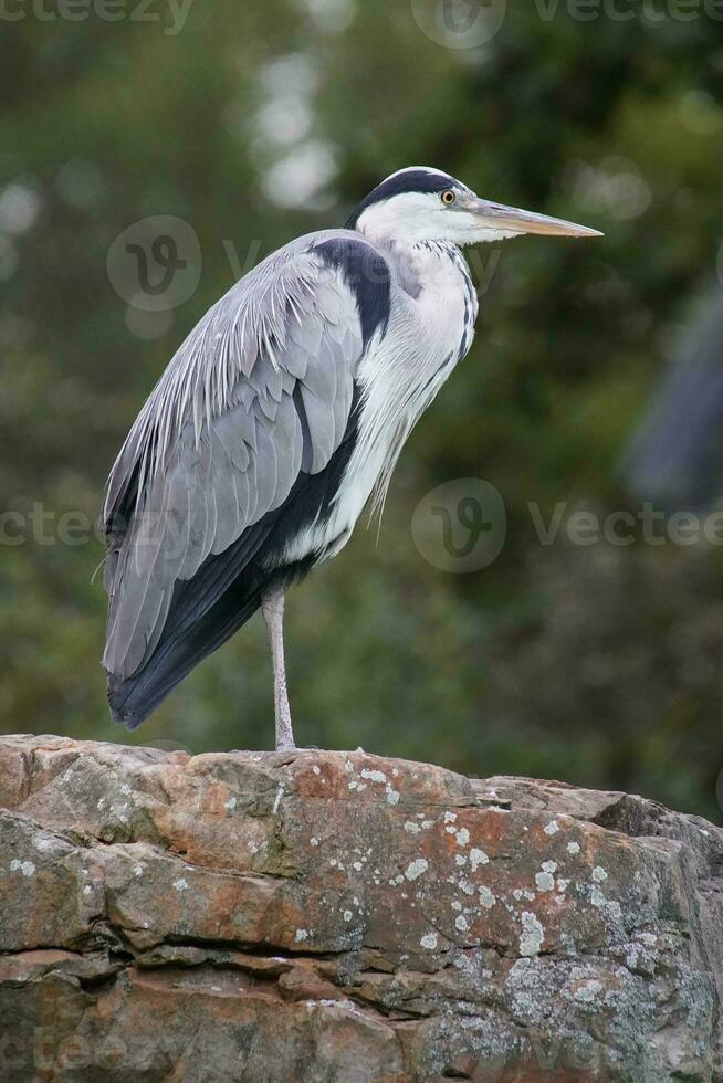 Gray Heron, Ardea cinerea photo