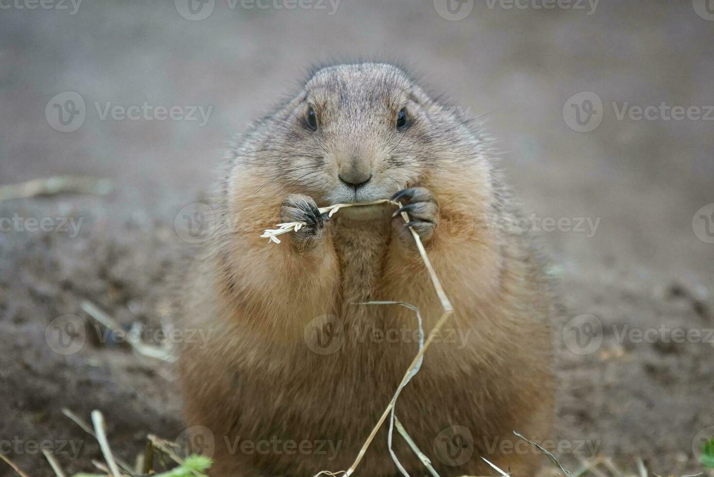 Black-tailed Prairie Dog, Cynomys ludovicianus photo