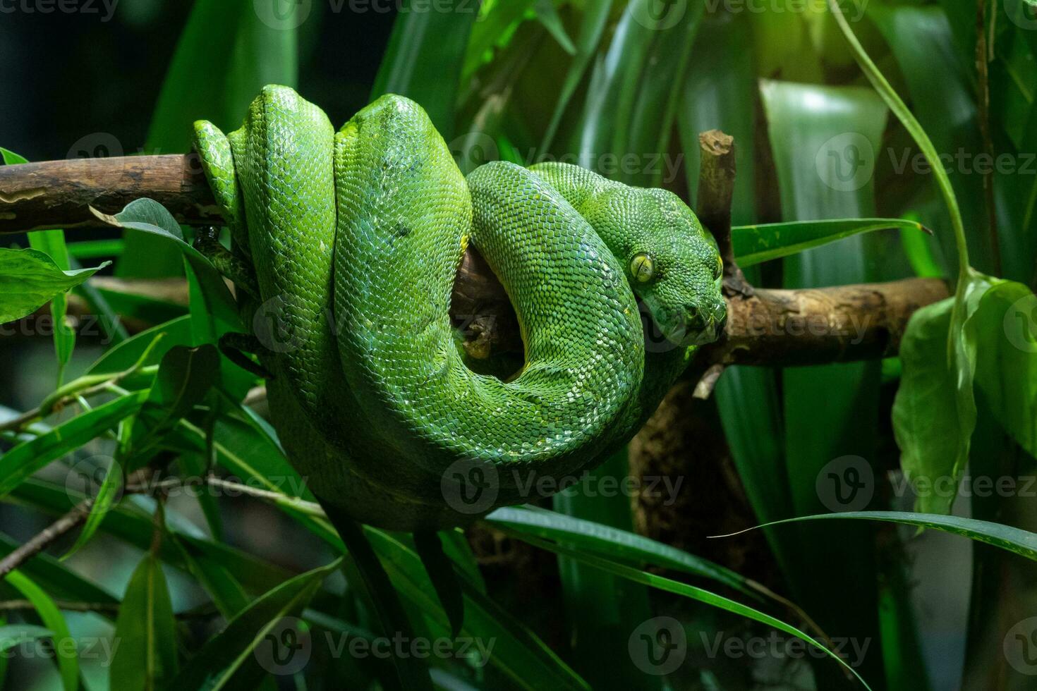 Green Tree Python, Morelia viridis photo
