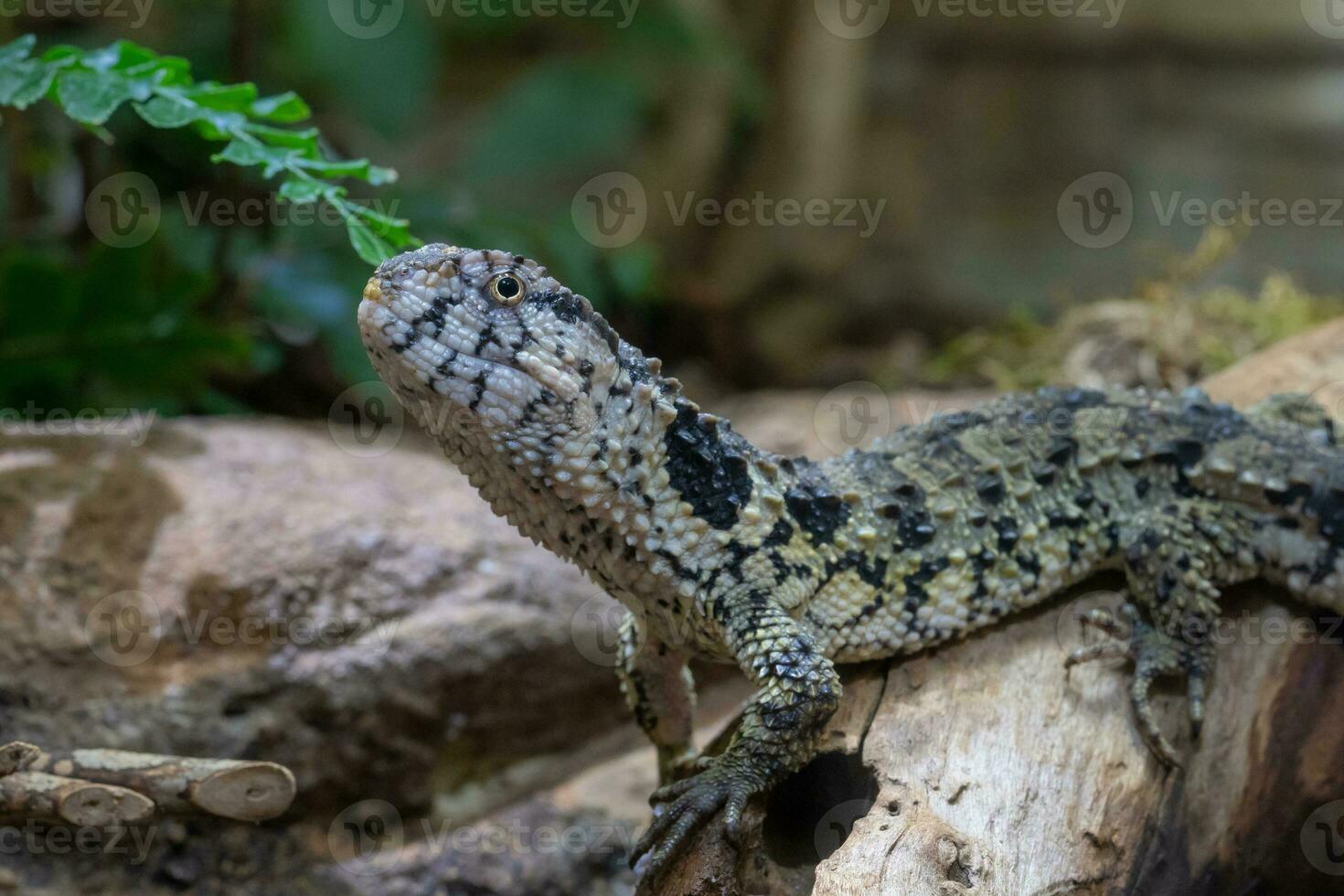 chino cocodrilo lagarto, shinisaurus cocodrilo foto