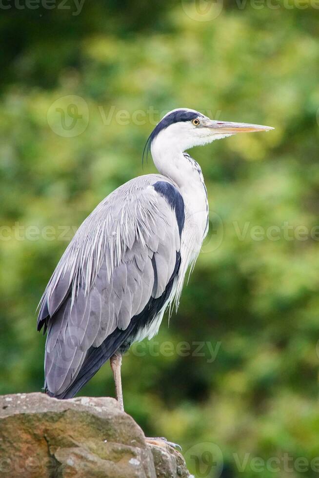 Gray Heron, Ardea cinerea photo