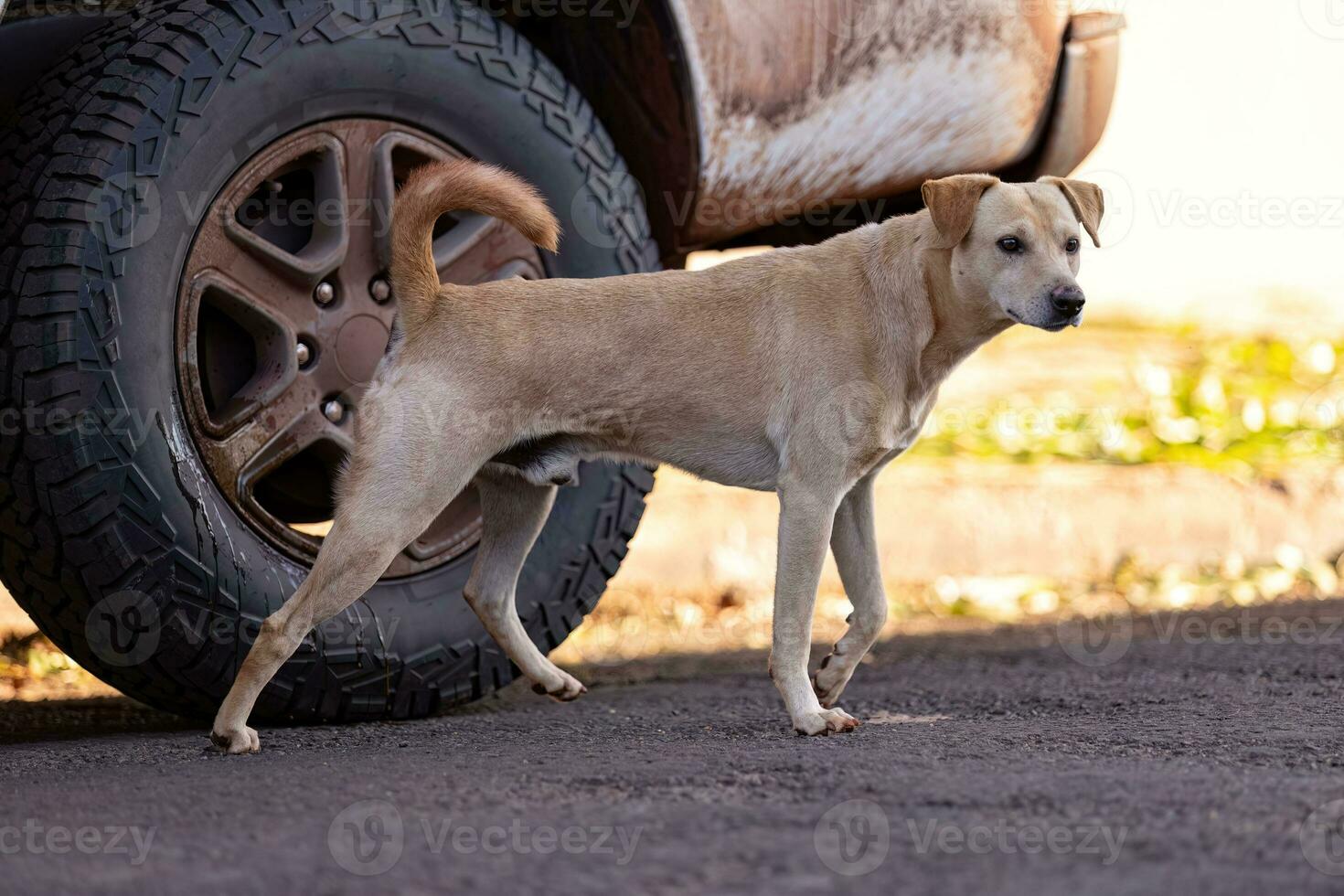 animal mammal dog in the street photo