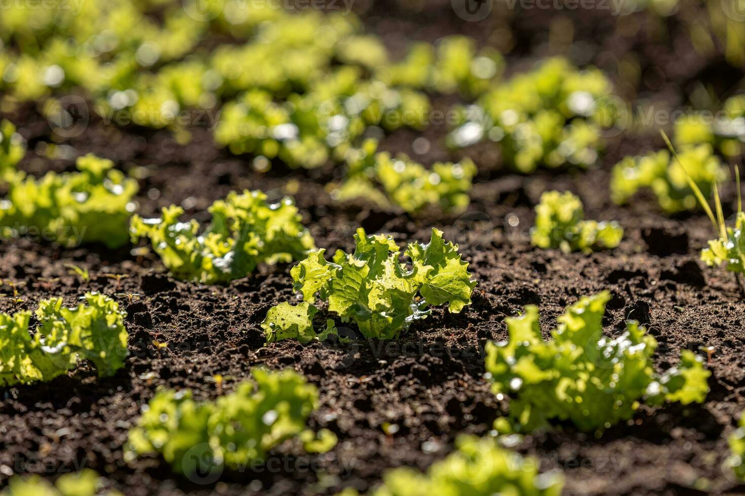seedlings of lettuce plant 29941874 Stock Photo at Vecteezy