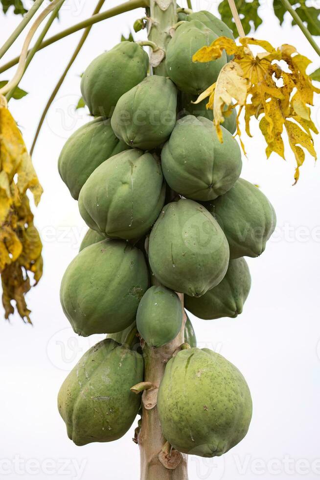 papaya tree with fruits photo