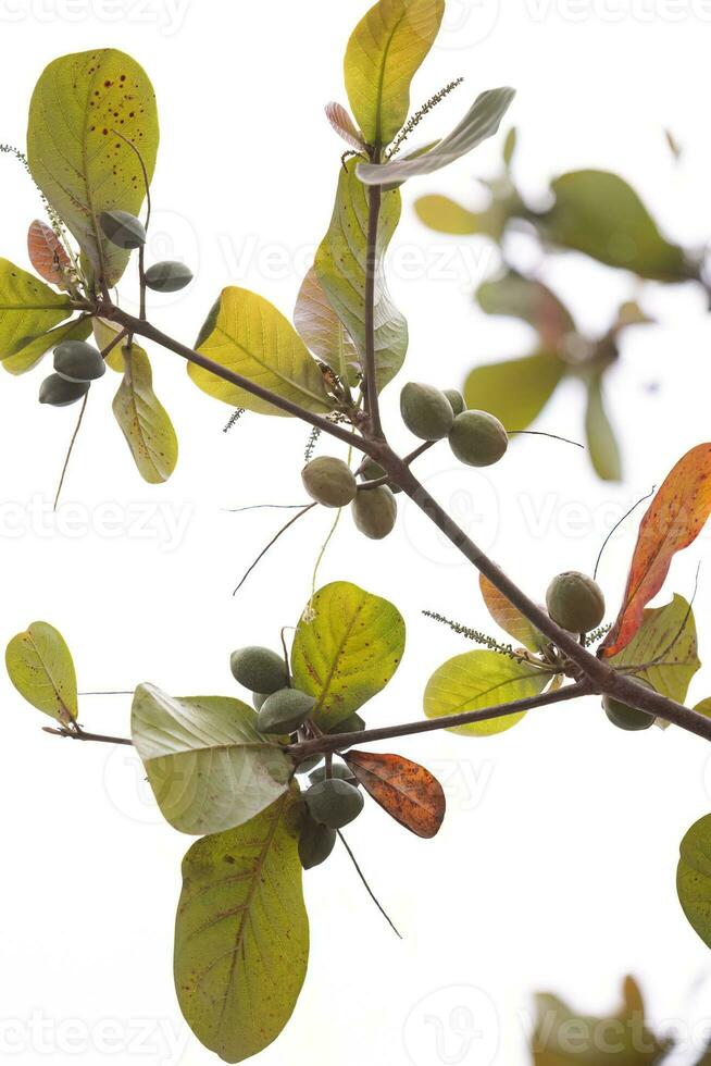 Sea Almond Tree photo