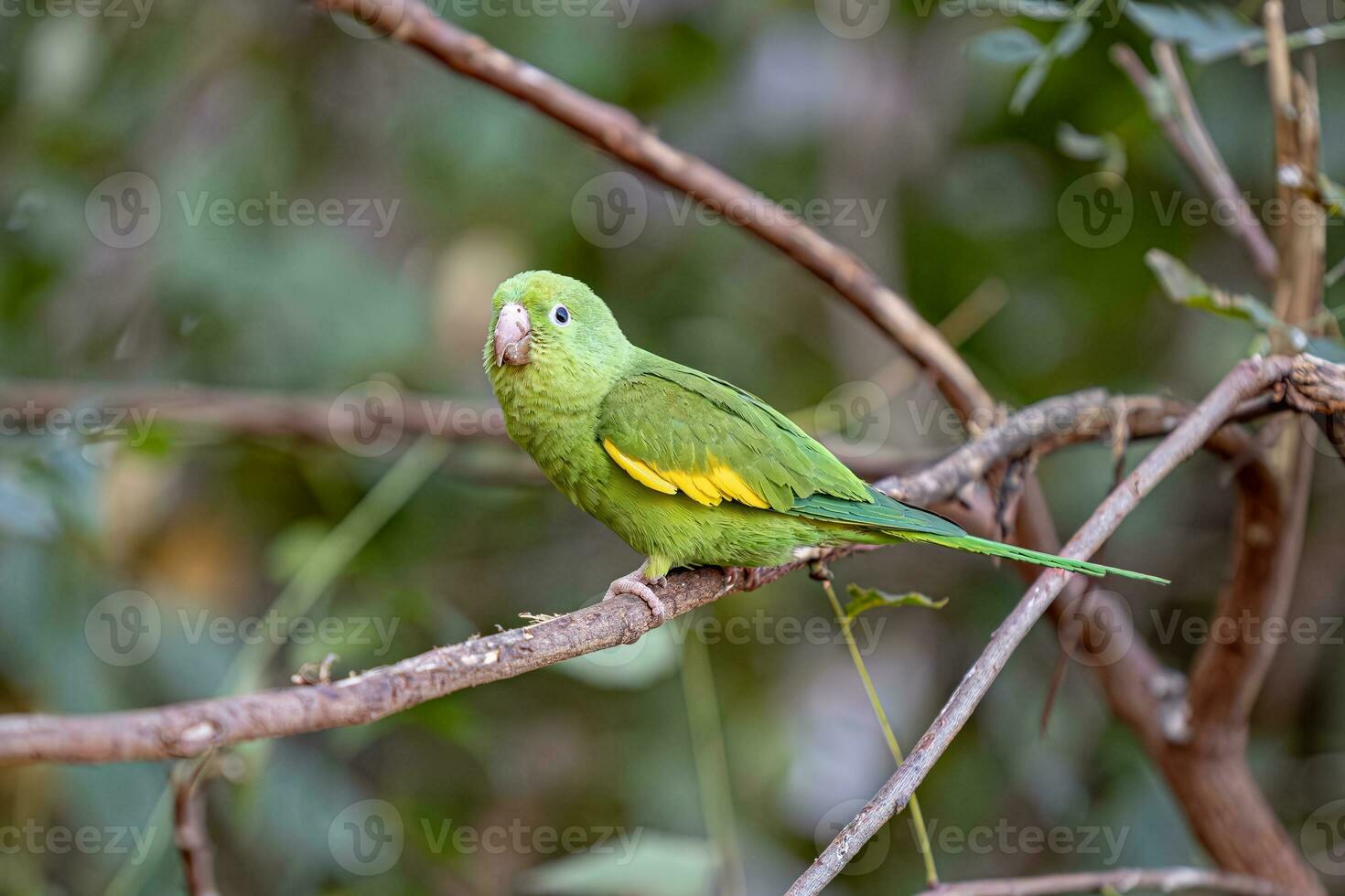 Yellow chevroned Parakeet photo