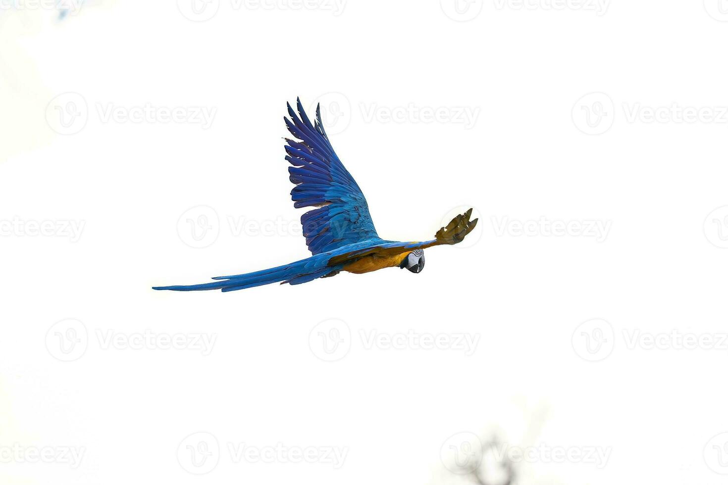 guacamayo azul y amarillo adulto foto