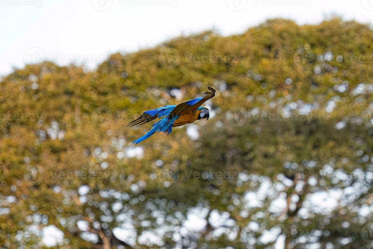 Adult Blue-and-yellow Macaw photo