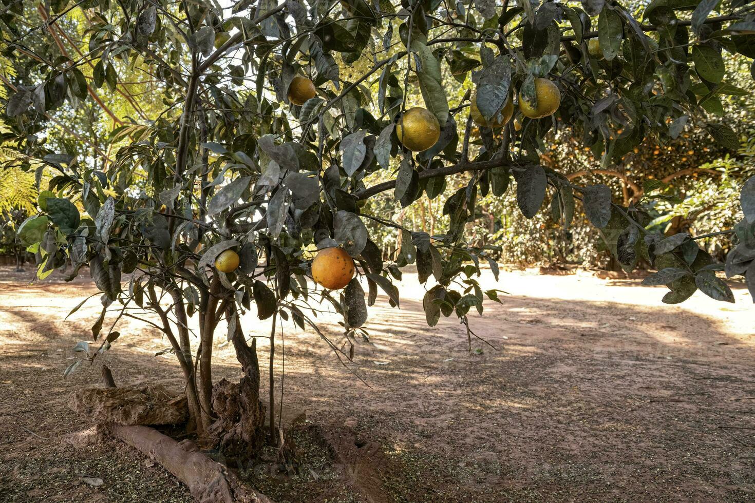 árbol frutal de rangpur foto