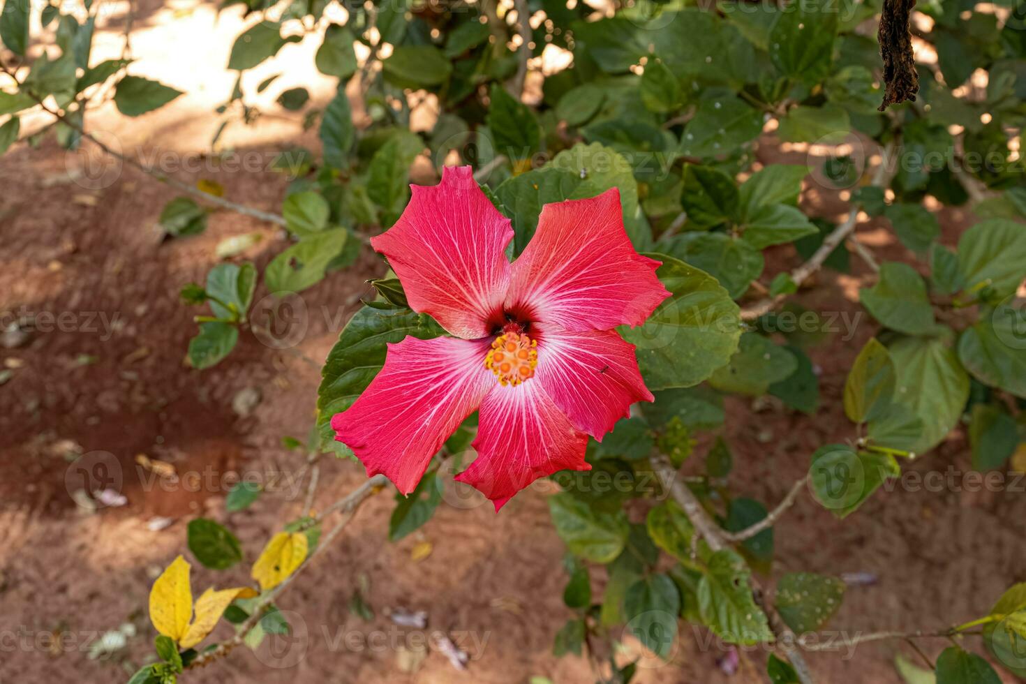 flor de hibisco rojo foto