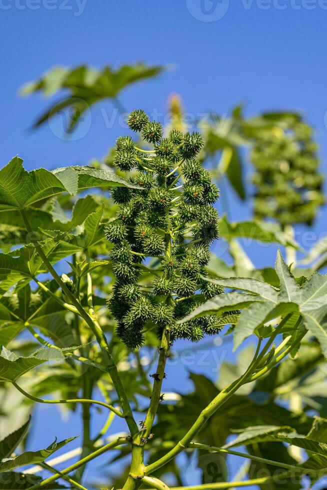 Green Castor Bean Plant photo