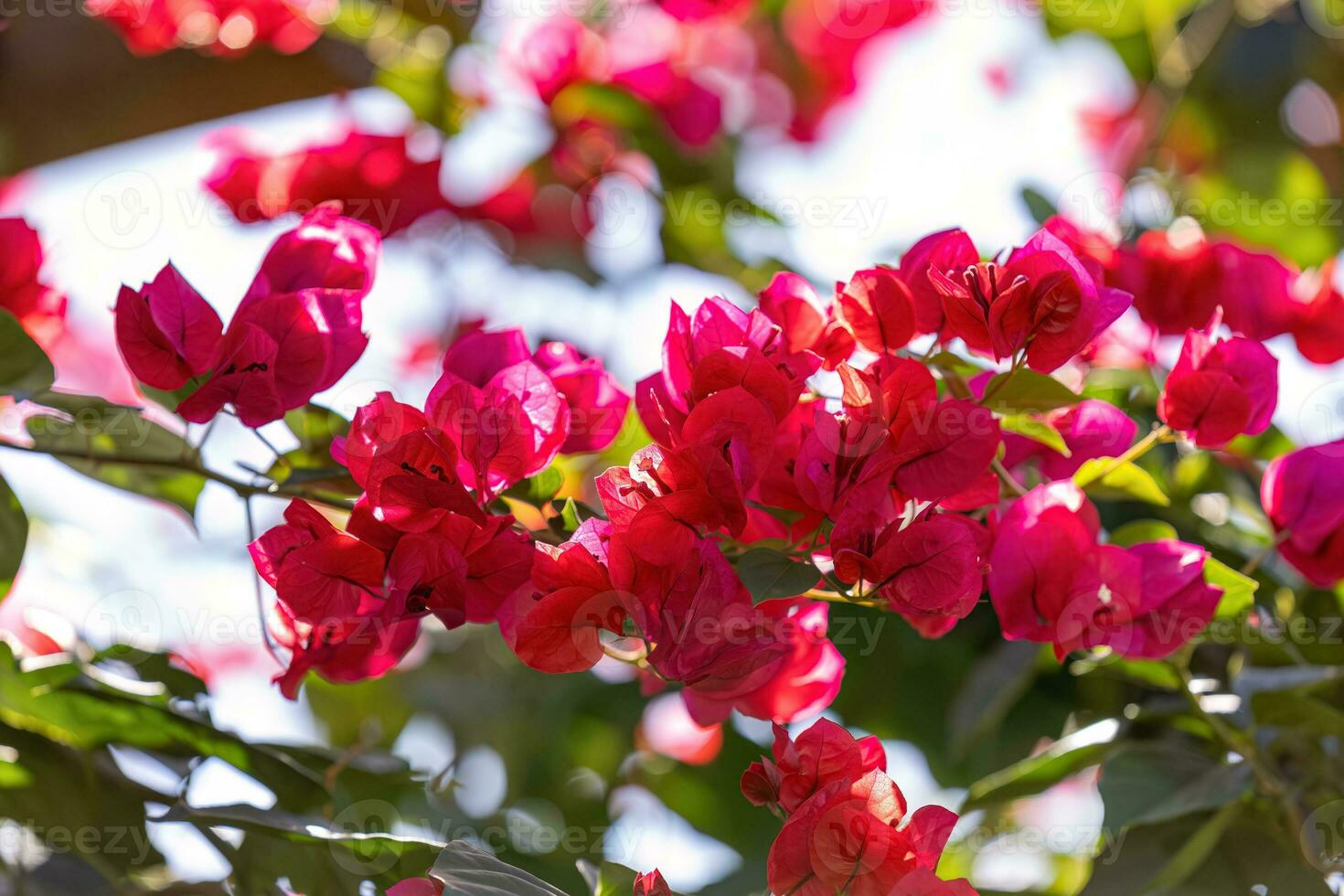 ornamental plant flowers photo