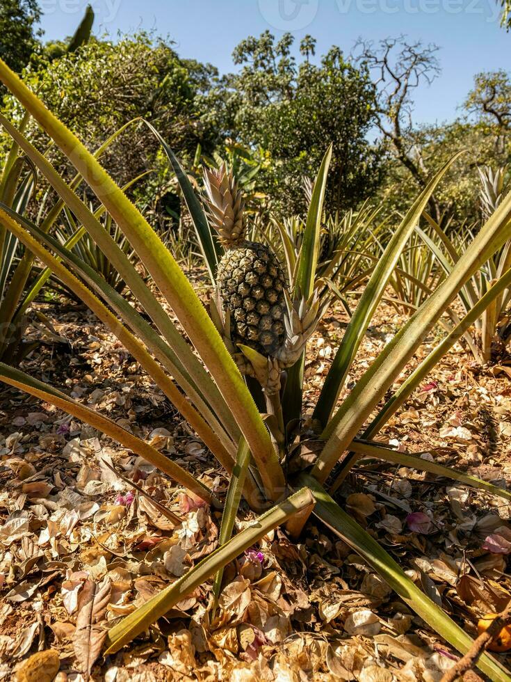 pineapple plant in plantation photo