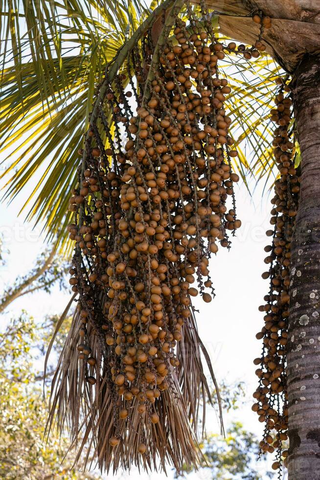 fruits of the buriti palm photo