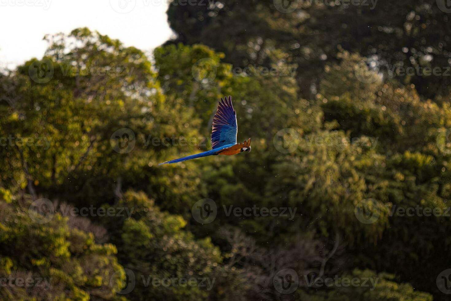 Adult Blue-and-yellow Macaw photo