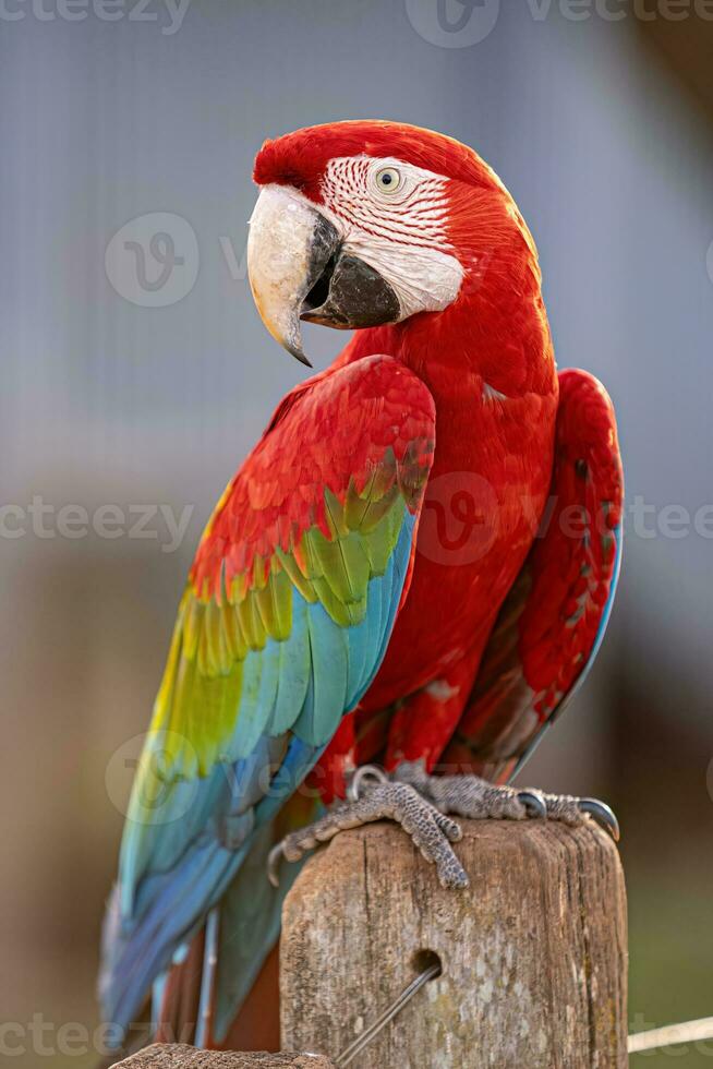 adulto rojo y verde guacamayo foto