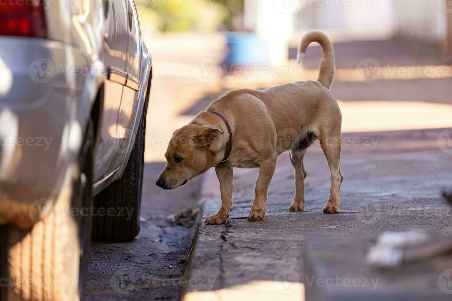 perro en acera olfateando foto