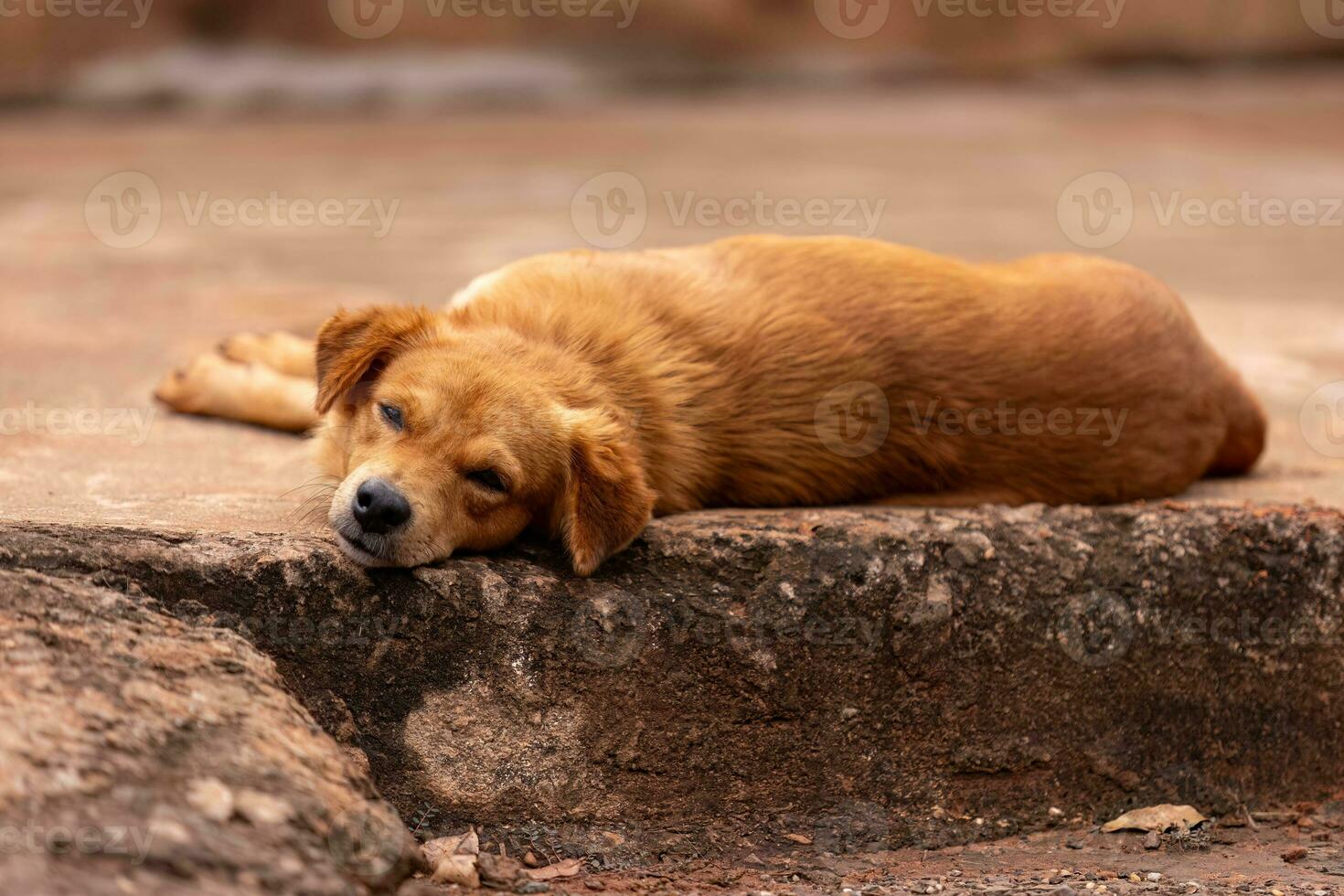 animal mammal yellow dog photo