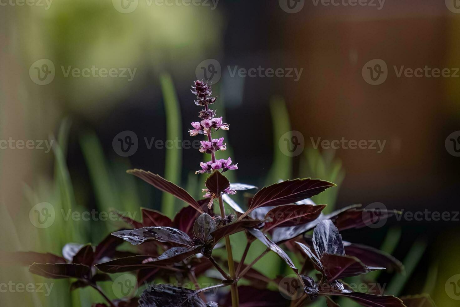 Sweet Basil Plant photo