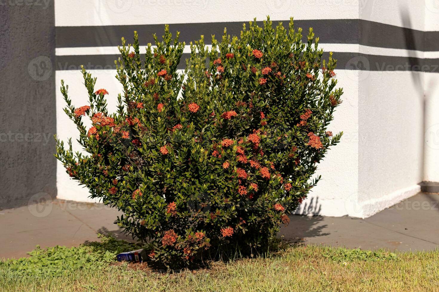 Red Jungle Flame Plant Flower photo