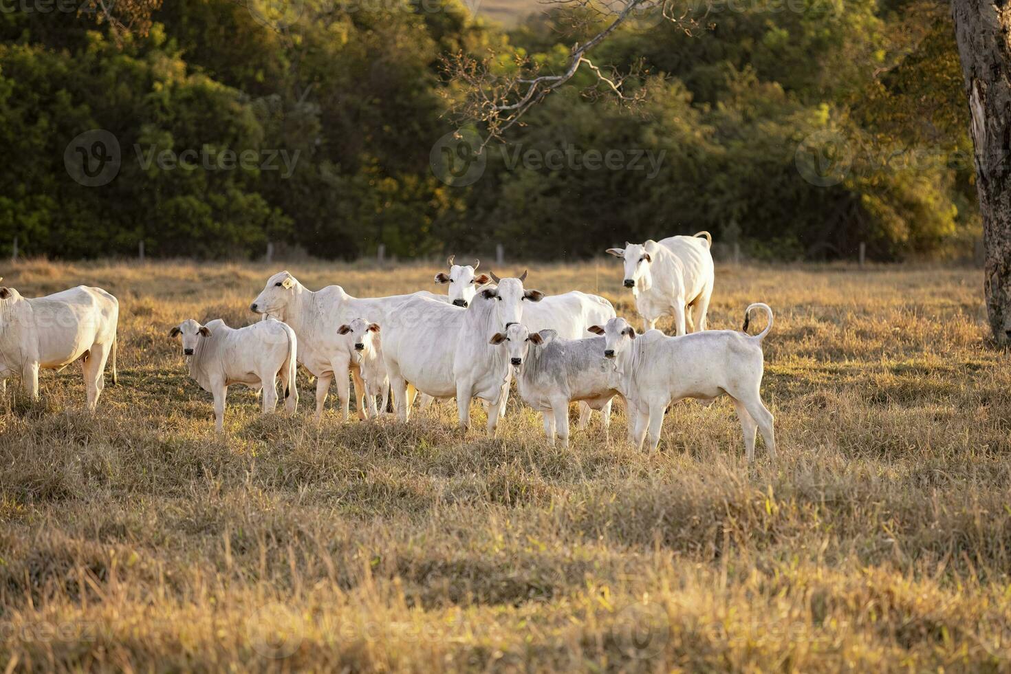 nelore cattle on dry pasture photo