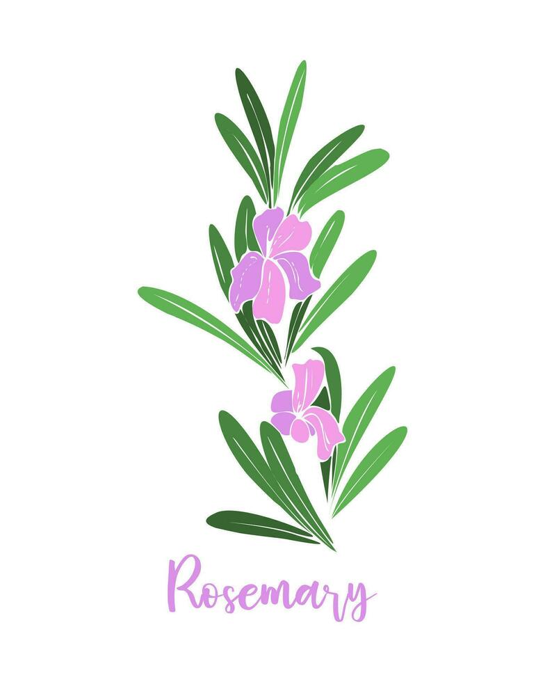 Rosemary branch with violet pink flowers. Provencal herbs. vector