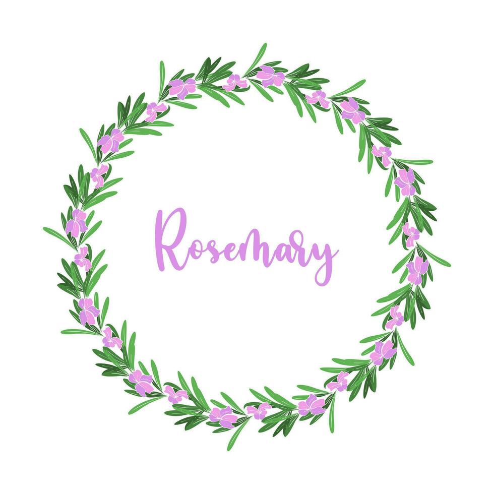 Rosemary wreath branch with violet pink flowers. Provencal herbs. vector