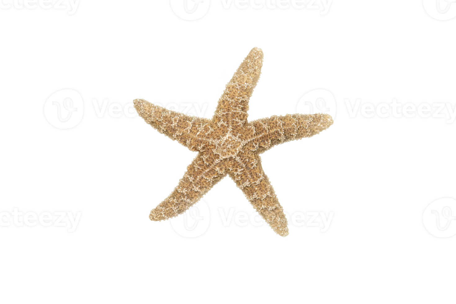 Isolated Starfish Element png